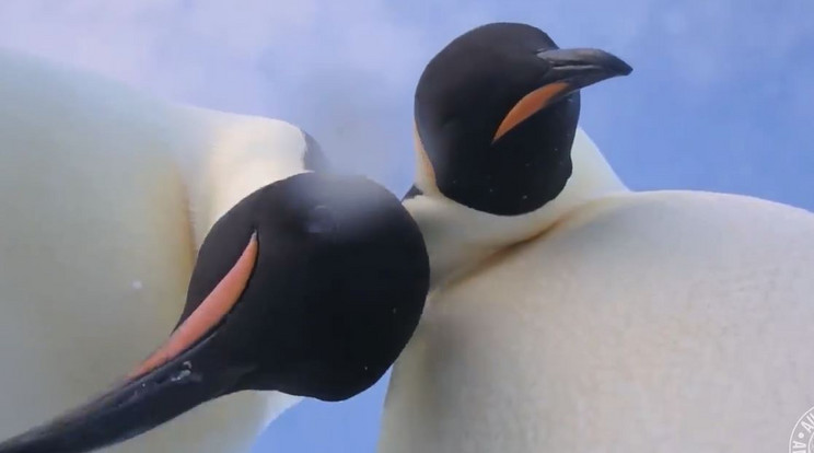 Pingvinszelfi készült az Antarktiszon/Fotó: Facebook