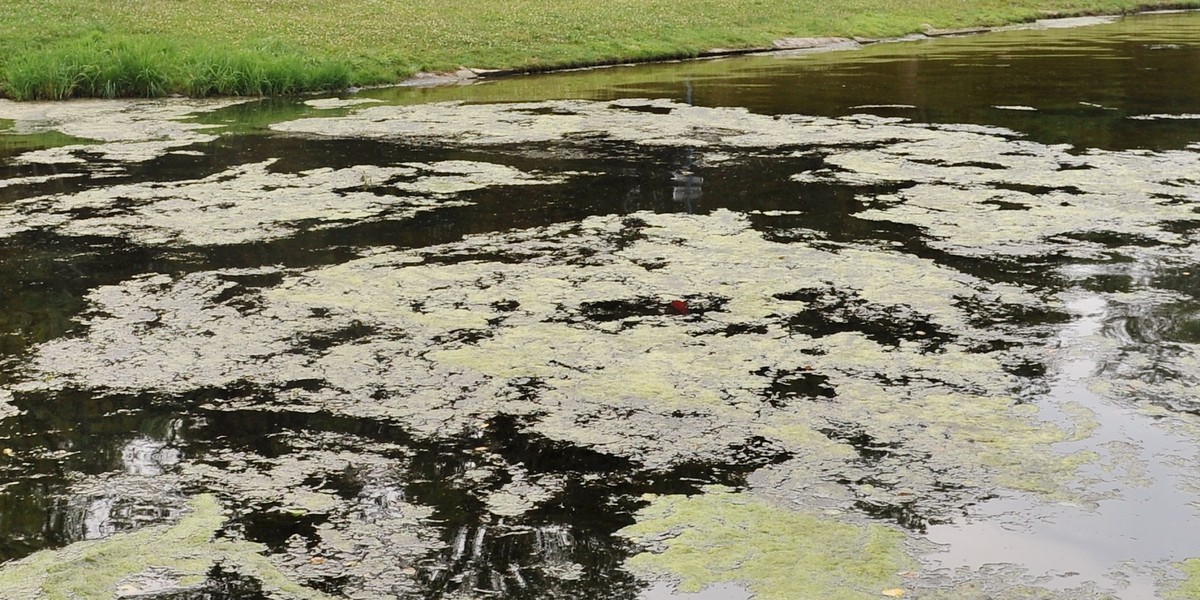 kąpieliska miejskie basen łódź