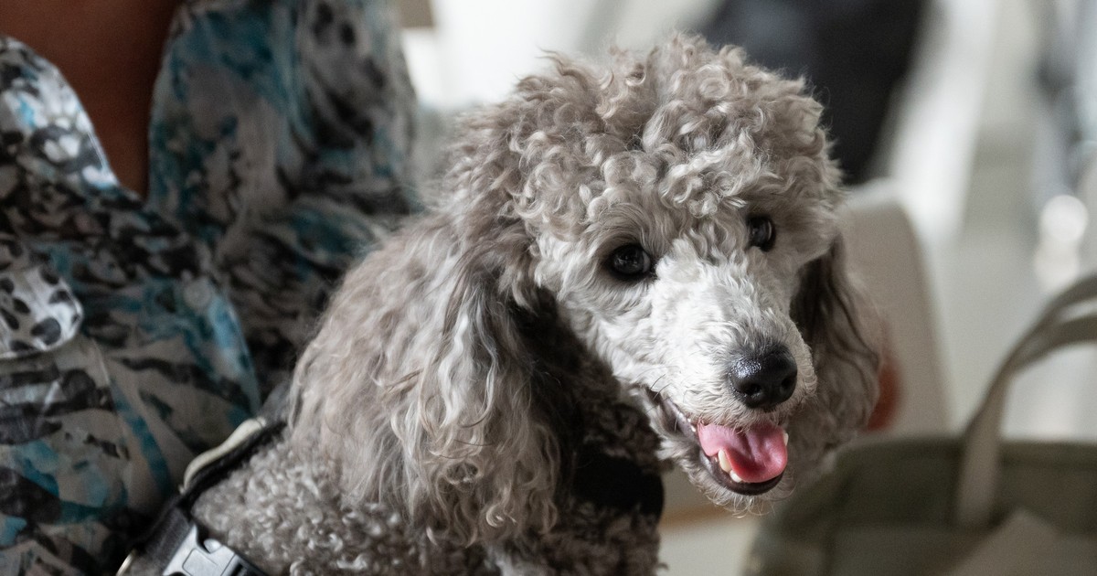 Masz zwierzaka? Ta aplikacja jest dla ciebie!