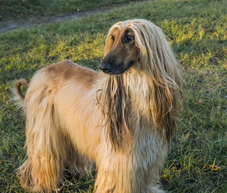 Afghanischer Windhund