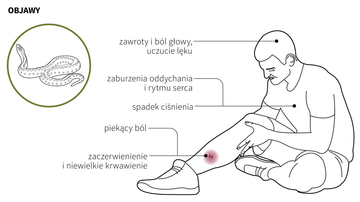 Żmija zygzakowata jest jedynym jadowitym wężem żyjącym w Polsce. W związku z tym budzi powszechny strach. Ukąszenie żmii nie zagraża życiu zdrowego dorosłego człowieka. Niebezpieczne mogą być jednak ukąszenia w twarz i szyję, z uwagi na szybkie przemieszczenie się jadu w krwiobieg.