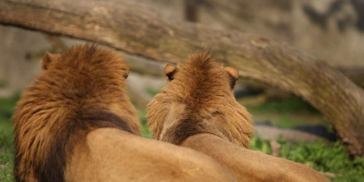 lew,zoo, warszawski ogród zoologiczny