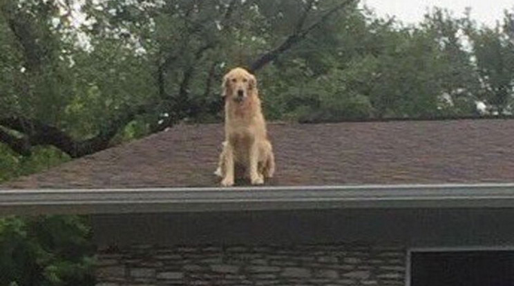 Huckleberry imád a tetőn lenni /Fotó: Twitter