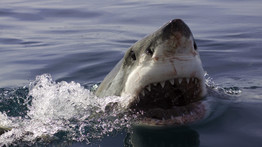 Visszatér a gyilkos cápa a magyarok kedvenc nyaralóhelyére? Egyre több a riasztó jel