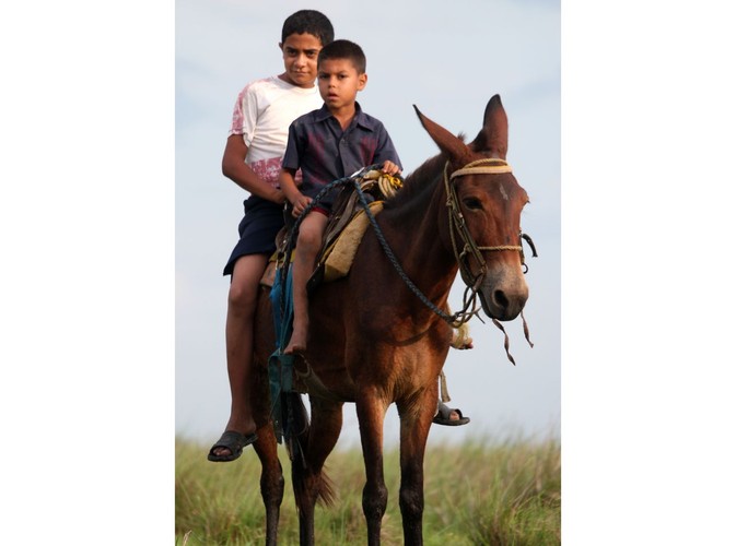 Wenezuela - Los Llanos