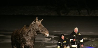 Strażacy uratowali łosia od śmierci w lodowatej rzece