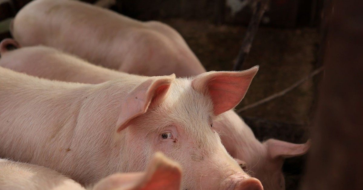 Rozpoczęcie prac nad planem miejscowym nie wstrzymuje wydania decyzji środowiskowej