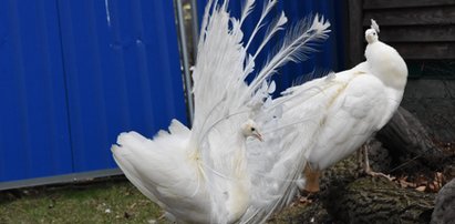 Niezwykłe pawie albinosy w lubińskim zoo. Mają różne matki!