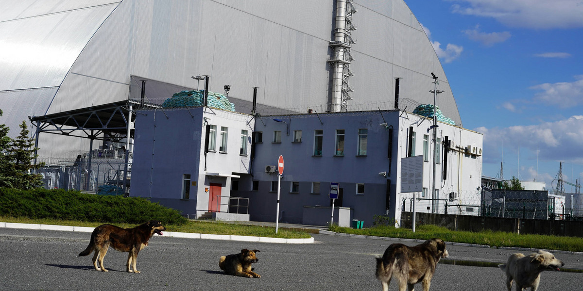 Naukowcy zbadali psy żyjące w pobliżu elektrowni w Czarnobylu. 