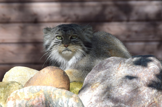 Manul (Fot. Zoo Poznań Official Site)