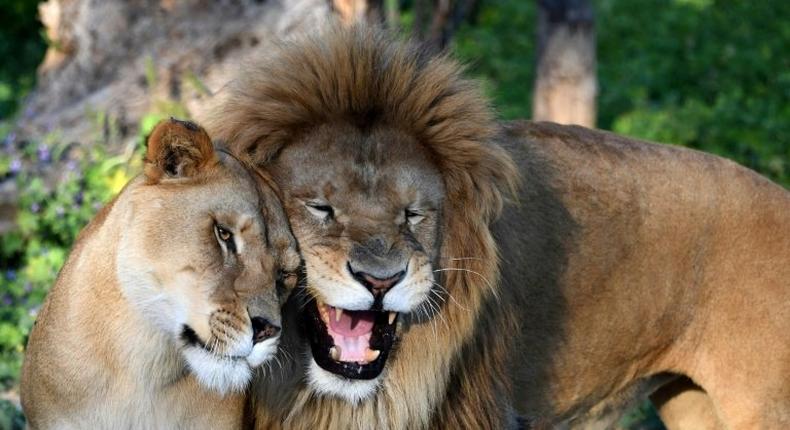 A lion and a lioness are seen at Tunisia's Belvedere Zoo, which has reopened with extra guards after visitors stoned a crocodile to death