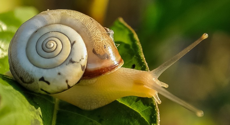 Use snail slime for your skin for the required glow [pixabay]