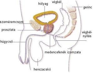 gyakorlat a férfiaknak a prosztatitisben)