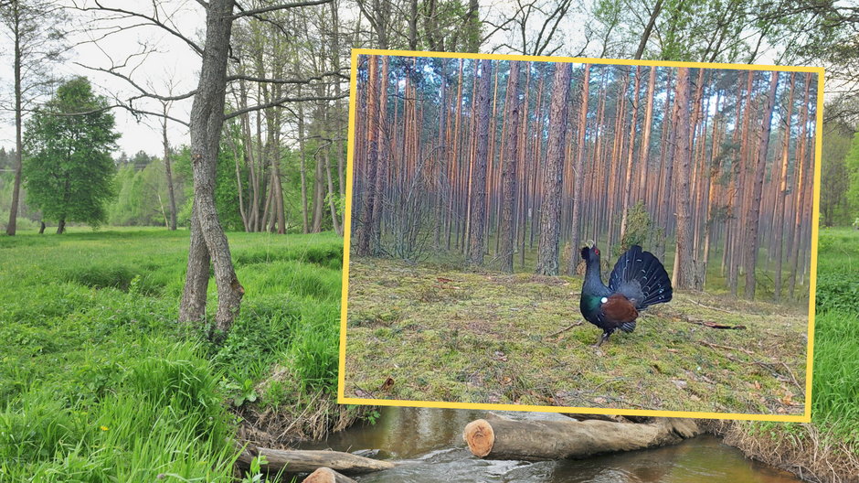 Fotopułapka w Lasach Janowskich uchwyciła tokującego głuszca (screen: Nadleśnictwo Janów Lubelski, Lasy Państwowe/Facebook)