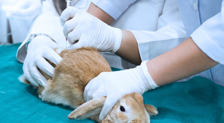 Élő állatokat boncoltak egy keszthelyi gimnázium biológia óráján