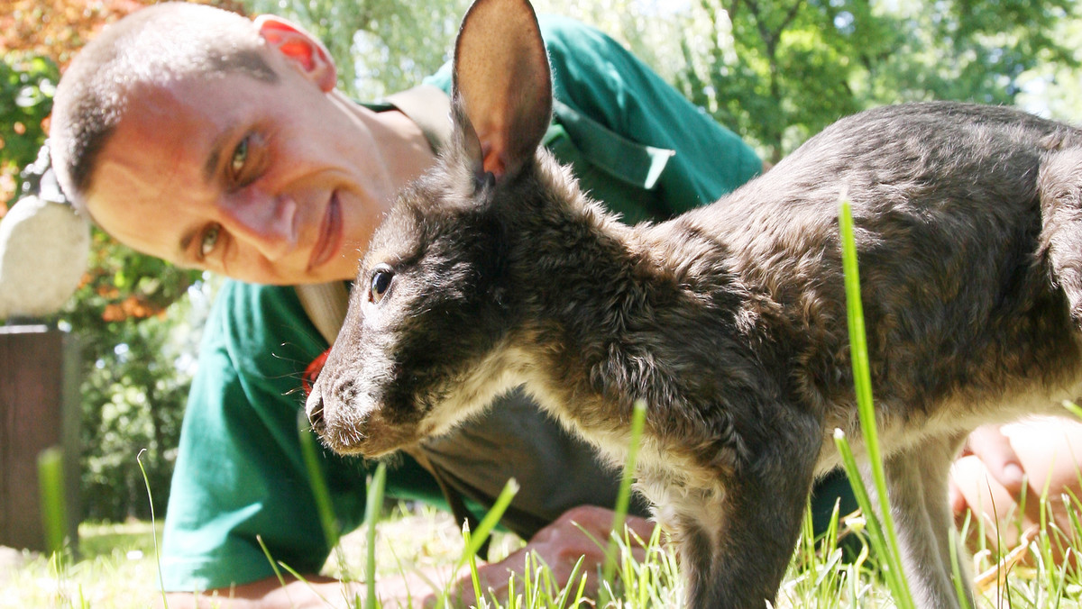 W połowie sierpnia zmarł najsłynniejszy polski kangurek - Mietek z krakowskiego ZOO. Sympatyczny zwierzak, który stał się niemal medialną gwiazdą, był wychowywany przez Jakuba Pyrka z ogromnym poświęceniem. W planach było połączenie Mietka ze stadem kangurów Walabii Benetty.