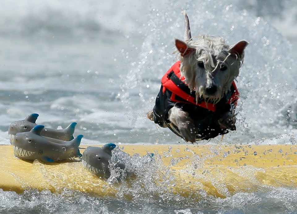 Takich surferów jeszcze nie widzieliście!