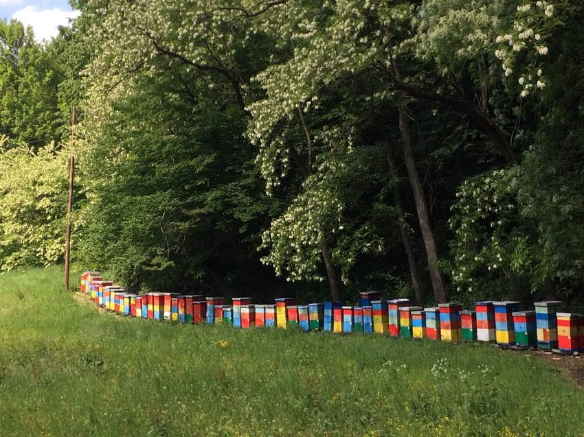 Gazdinstvo Starčević