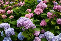 Tych roślin nie sadź obok hortensji. Mogą sobie nawzajem szkodzić