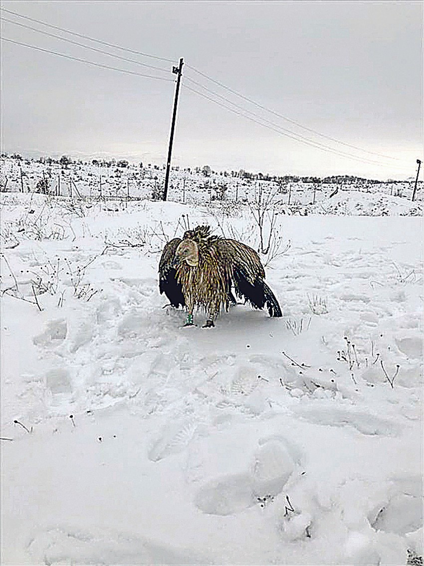 Dobrila je bila mirna i vojnici su je lako uhvatili i smestili na sigurno