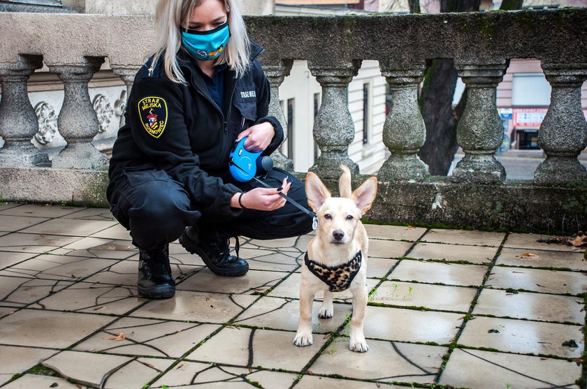 Oto nowy "inspektor" sosnowieckiej straży miejskiej