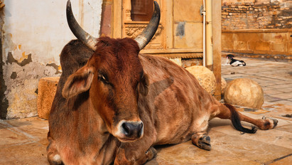 Több mint 71 kiló szemetet távolítottak el egy indiai tehén gyomrából – Ez okozza a szörnyű jelenséget