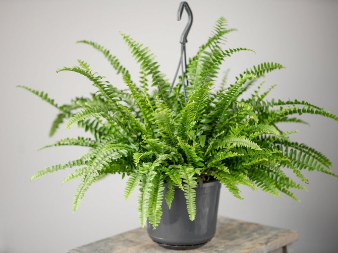 Čupava paprat je savršena za stan bez mnogo svetla