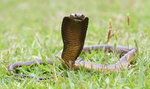 Niespotykany widok. Spragniona kobra pije wodę z butelki. FILM