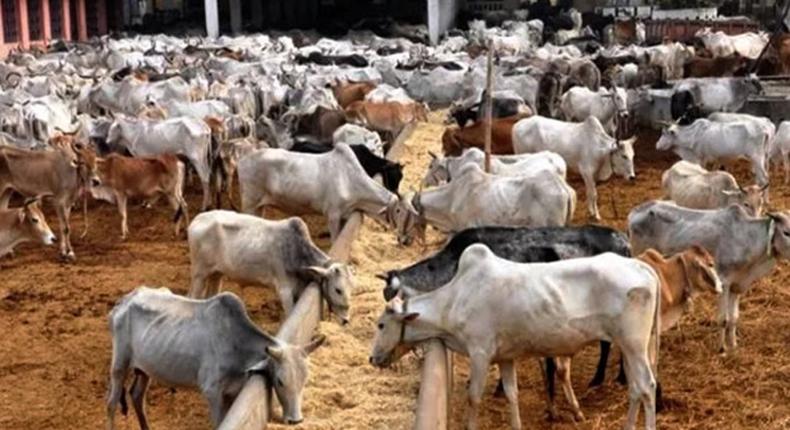 Zamfara Govt to celebrate 100 days with Ruga settlement  [independent]