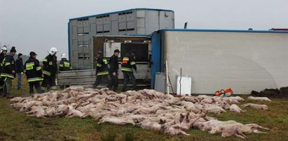 Wypadek ciężarówki z prosiakami!