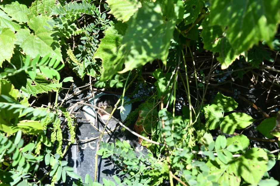 Jelena Marjanović  zarasla spomen ploča