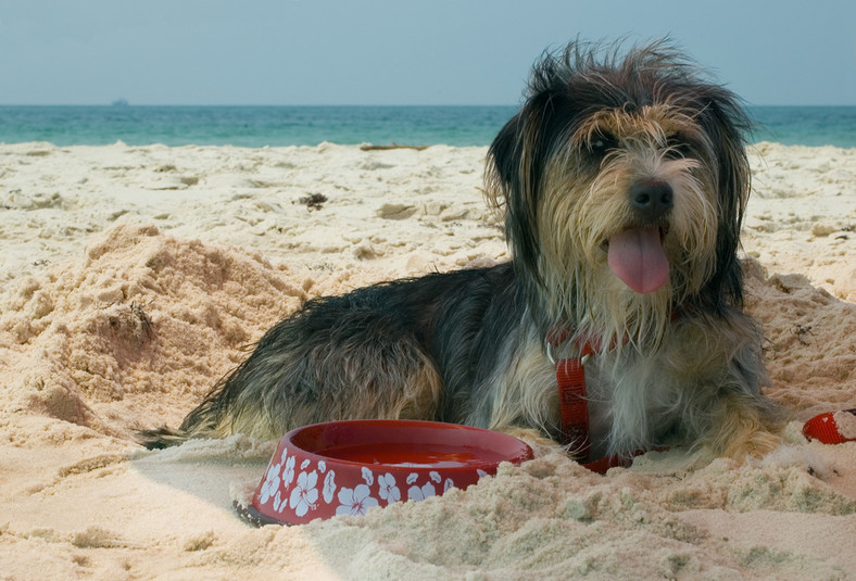 Jeśli Twój pies kocha plażę i Bałtyk, udaj się na specjalnie do tego przeznaczone miejsca