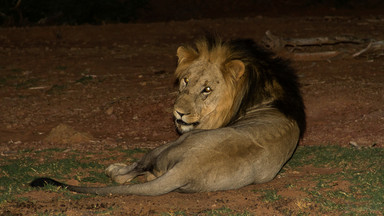 Lwy zabiły troje dzieci w Tanzanii