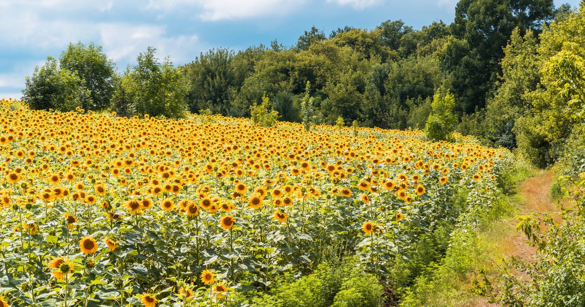 Sprzedawali plony z terenów skażonych po Czarnobylu. Mowa o kilkuset tonach