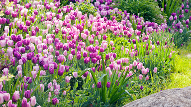 Tulipany w ogrodzie - jak je pielęgnować, by były zdrowe i długo kwitły?