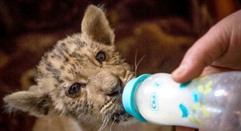 Tsar, a rare tigress-lion crossbreed liger cub, drinks about a litre of goat's milk a day