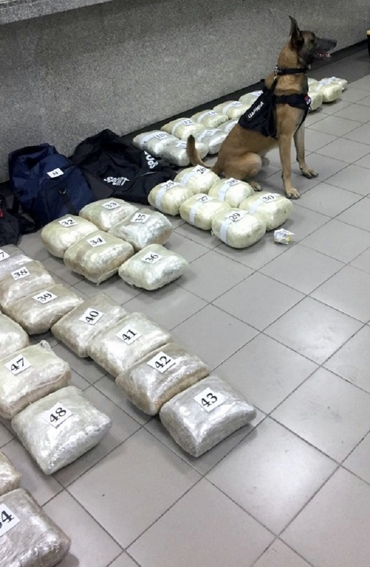 Carinski pas neron pored otkrivenih paketa marihuane horgoš 2019