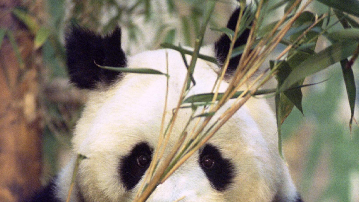 Chińskie media podały dzisiaj, że najstarsza na świecie panda, która miała 34 lata, nie żyje - poinformował huffingtonpost.com. Ming Ming żyła w rezerwacie w prowincji Guangdong w południowych Chinach.