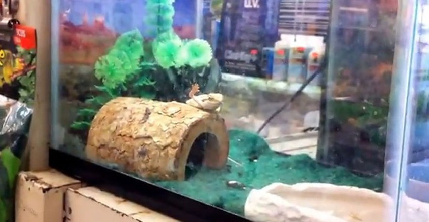 "Hej, ti tamo, i ja sam bradati zmaj kao i ti!"