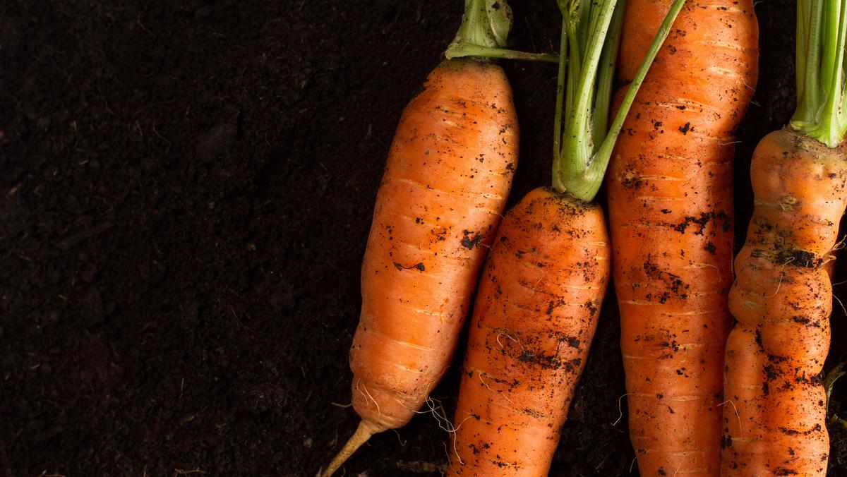 Fresh carrots on dark soil background texture
