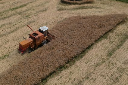 Duży problem z rzepakiem. "Nie kupimy ani kilograma"