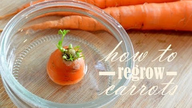 Jak samodzielnie wyhodować marchewkę w domu? To proste