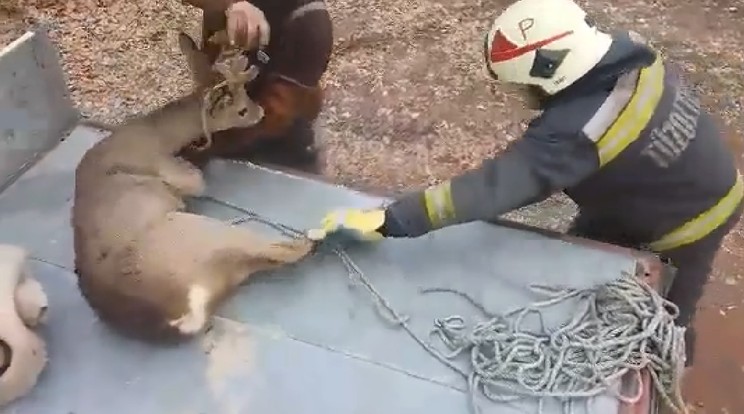 Az őz végül szabadon távozhatott