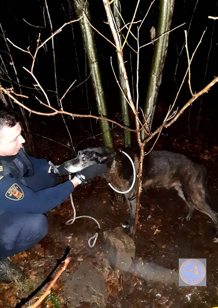 Ktoś przywiązał psiaka staruszka do drzewa i zostawił na pastwę losu! 