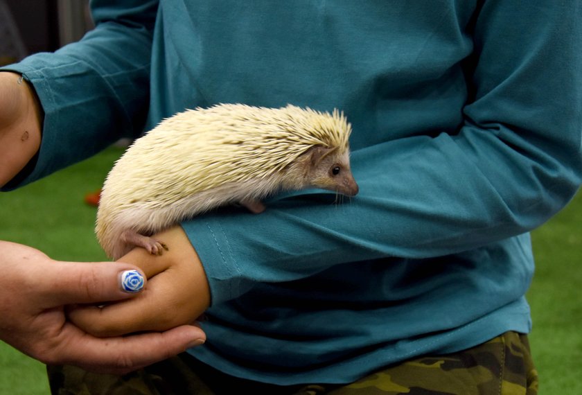 Największa zoowystawa w Międzynarodowym Centrum Kongresowym