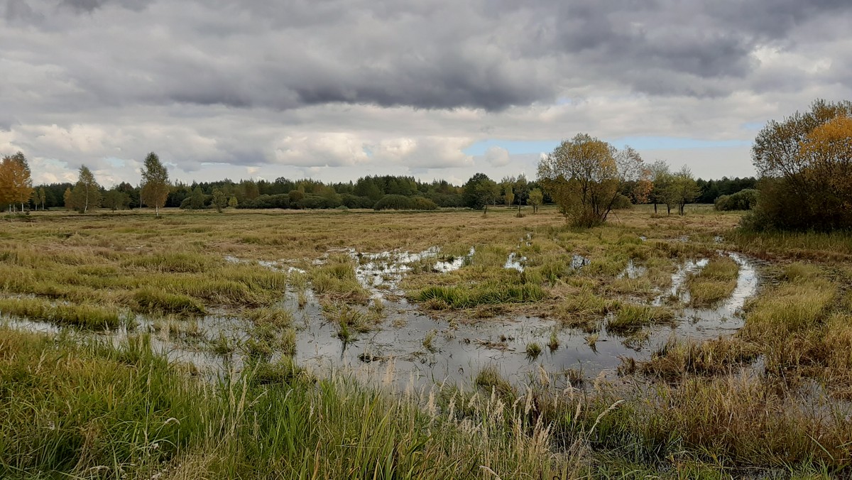 Podlasie: Interwencja niedaleko Siemianówki. Jemeńczyk zabrany przez SG