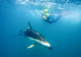 W odwiedzinach u delfinów. Kaikoura ( Południowy Pacyfik ). Delfiny Dusky (Ciemne) są bardzo ciekawskimi ssakami - podczas nurkowania w Oceanie można bez trudu przywołać je wydając dźwięk pod wodą, lub wykonując gwałtowny ruch. Delfiny podpływają zaciekaw