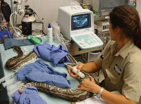 Kobieta zabrała węża do weterynarza