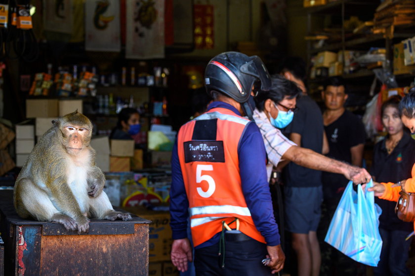 Małpy sieją postrach w tajskim Lopburi