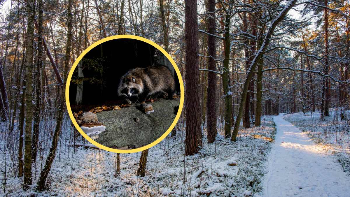"Leśny Zorro" grasuje po polskich lasach. "Jest gatunkiem inwazyjnym"